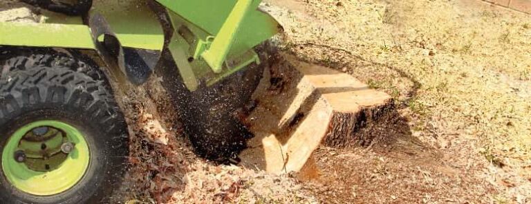 Stump Removal Cost Guide Compare Prices