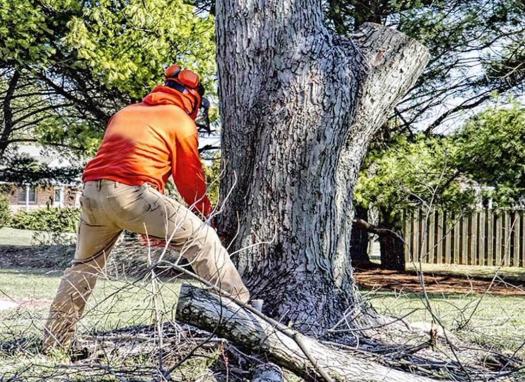 Tree Removal Sa Cost Permits Guide