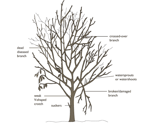 Pin By Mind S Miscellany On The Language Of Environmental