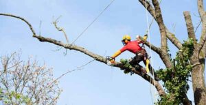 tree pruning melbourne