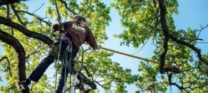 tree pruning perth western australia