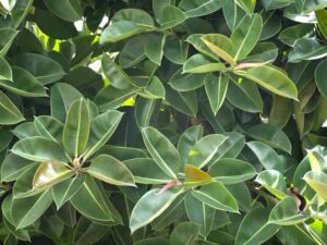 Ficus Elastica rubber tree