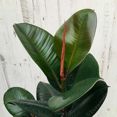 ficus elastica leaf