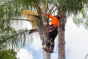 palm tree removal specialist melbourne