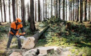 tree felling in forest