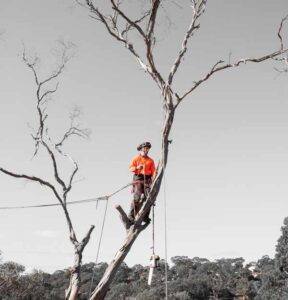 dead tree removal cutting