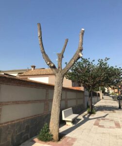 dead tree from cutting the top off