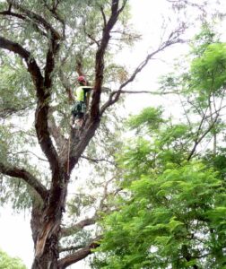 professional arborist pruning a tree