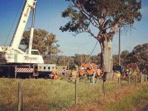 trees mount barker1