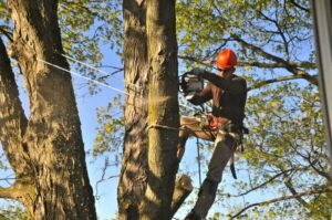 Brisbane Tree Lopping expert