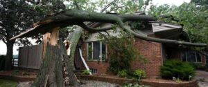 storm proofing tree central coast