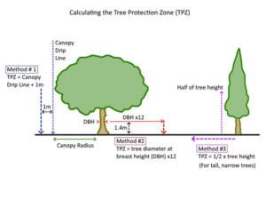 Storm Proofing Trees on the Central Coast - Tips & Techniques