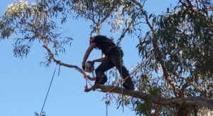 tree removal by arborit in canberra