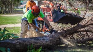 Tree removal Redland City Brisbane 2