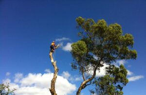 tree removal banyule council victoria2