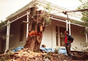 tree removal darebin council trunk removal