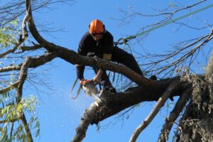 tree remocal Pittwater Council man using power saw on a tree