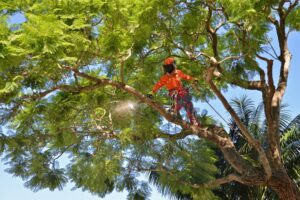 tree removal Liverpool Council expert man on a tree