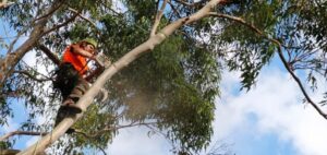 tree removal Maitland council man on a tall tree