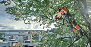 tree removal North Sydney tree surgeon on a tree