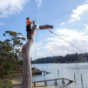 tree removal Penrith council man cuttiing a tree