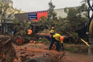 tree removal Port Adelaide Enfield council tree services emergency work