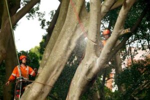 tree removal Sydney council tree services workers