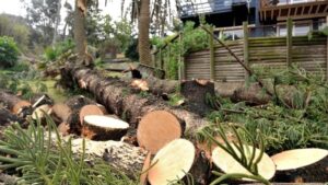 tree removal The Shire Hills council cut trees