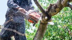 tree removal adelaide city council man using a power saw