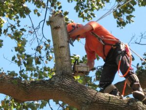 tree removal burwood council tree lopper