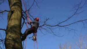 tree removal campbelltown council arborist on a tree