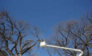 tree removal canada bay council tree work crane