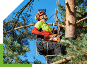 tree removal canberra council man on a tree