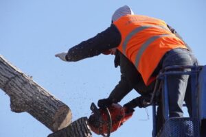 tree removal canterbury bankstown tree services