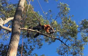 tree removal cessnock council an arborist on a tall tree2