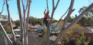 tree removal lane cover council man on a tree