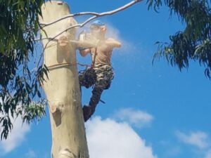 tree removal prospect council tree expert on a tall tree