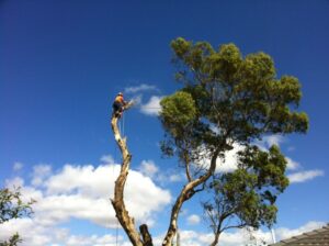 tree removal stonnington council man on a tall tree