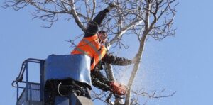 tree removal waverley council tree workers removing trees