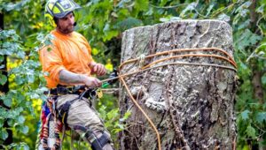 tree removal west torren tree remover