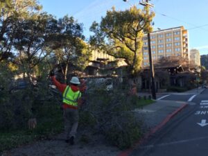 treee removal tea tree gully council tree workers