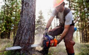 Do I Need A Permit to Cut Down a Tree on My Property