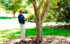 Tree Inspection Cost 2021 Tree Risk Assessments Surveys