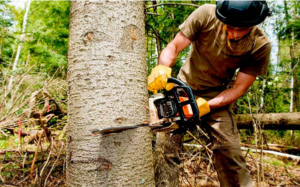 fines for cutting down trees in nsw