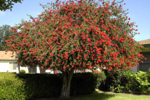 Bottlebrush