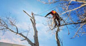 arborist trimming a tree