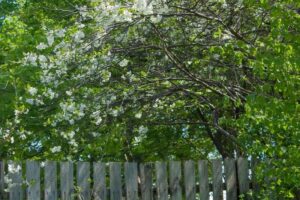 Can You Cut Neighbors Trees Without Permission