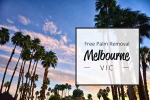 free palm tree removal mebourne