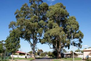 Gum Tree Pruning