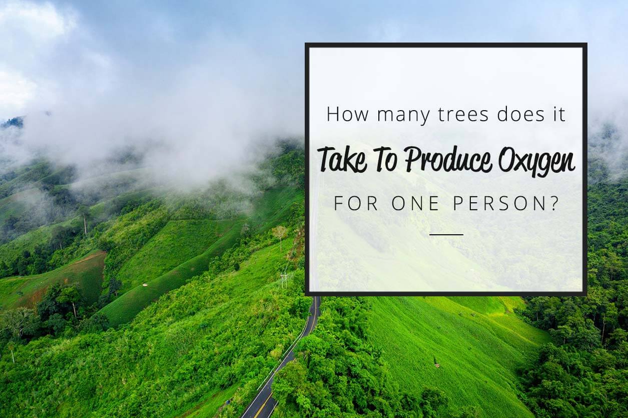 how-many-trees-does-it-take-to-produce-oxygen-for-one-person